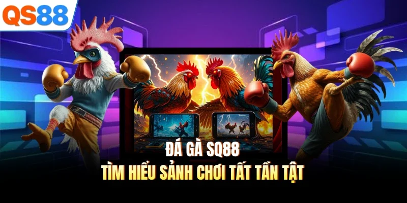 Đá gà SQ88 - Tìm hiểu sảnh chơi tất tần tật 